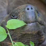  Tortise, Galapagos 2012